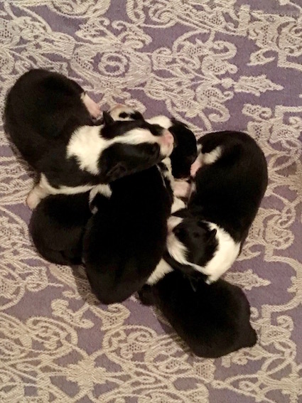 cuccioli dodo tiffany